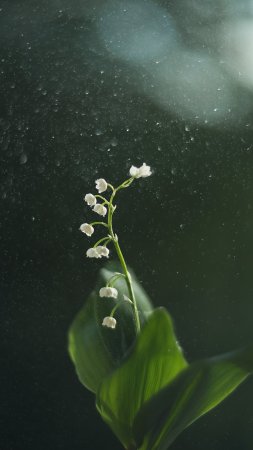 Нежные ландыши