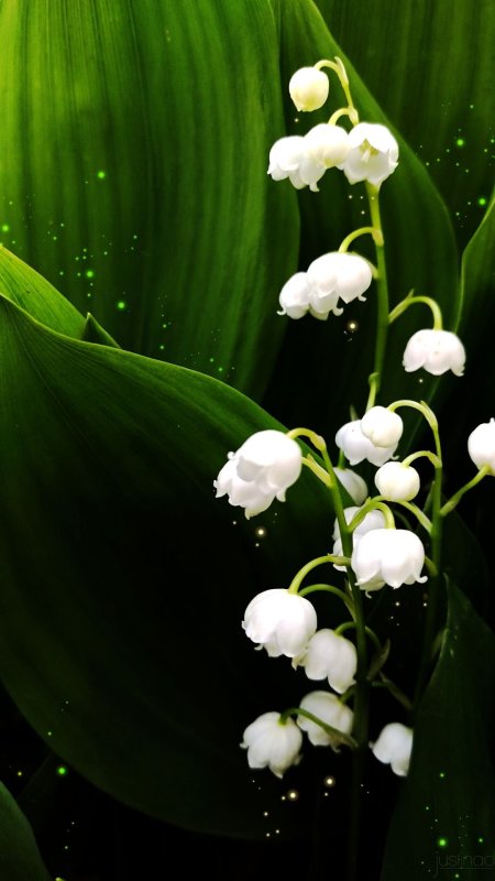 Ландыш convallaria majalis