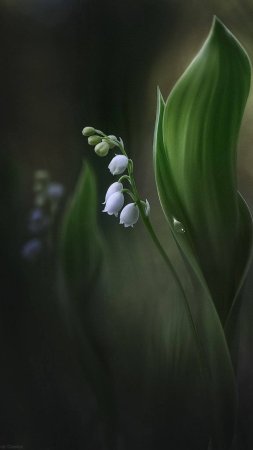 Весенний ландыш