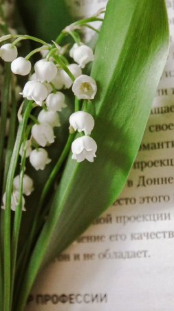 Ландыши красная книга