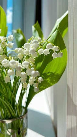 Ландыш майский отцветший