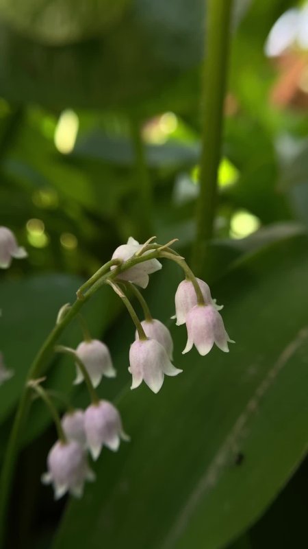 Ландыш majalis rosea