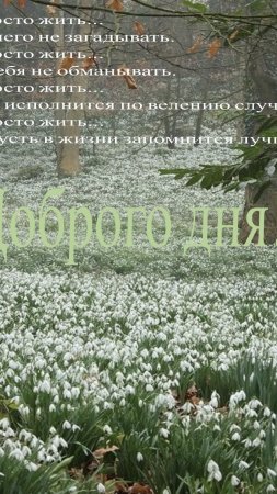 Подснежники в лесу