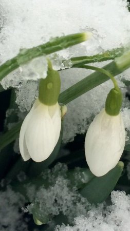 Белоцветник весенний и подснежники