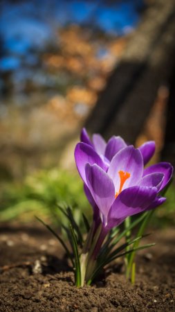 Весна крокусы