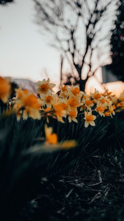 Обои на айфон нарциссы