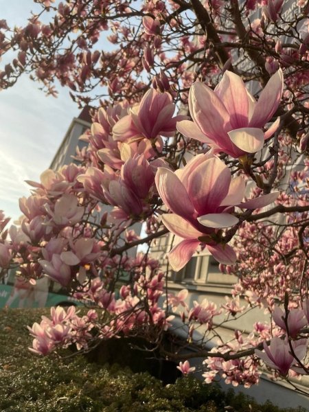 Magnolia bloom