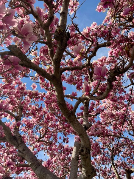 Magnolia tree