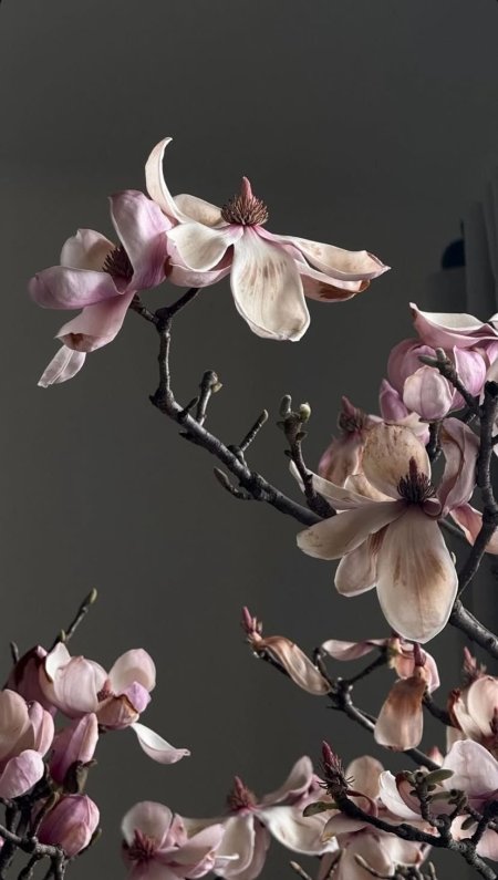 Magnolia blossom