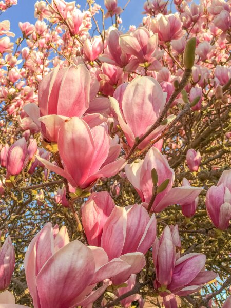 Magnolia soulangeana
