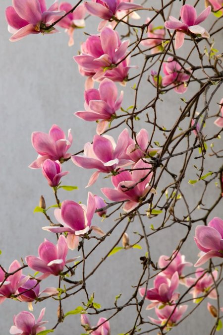 Magnolia flower
