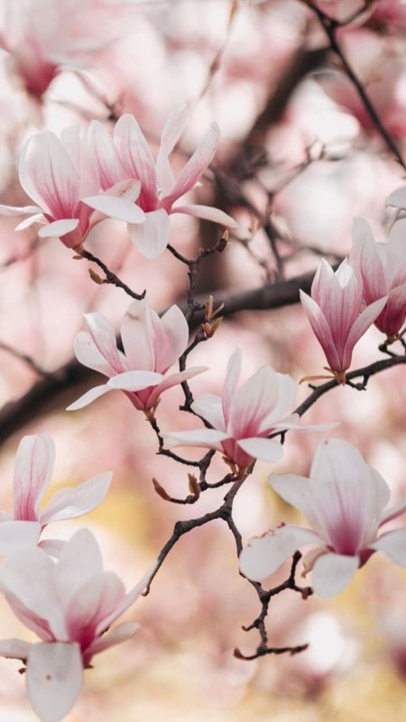 Magnolia blossom photography