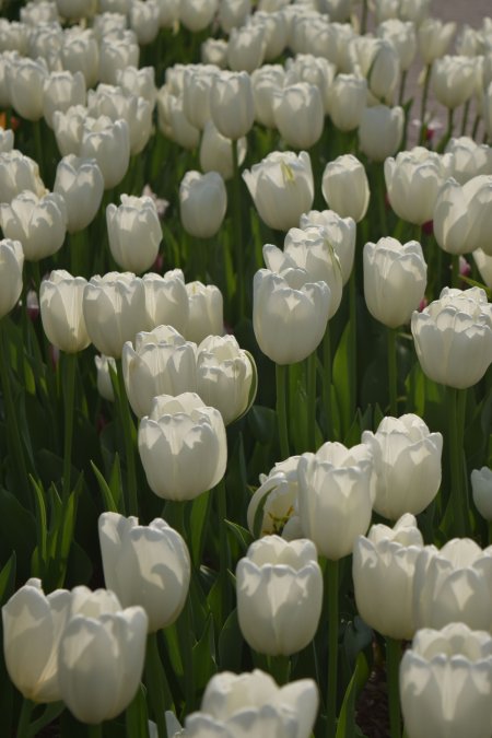 White tulip