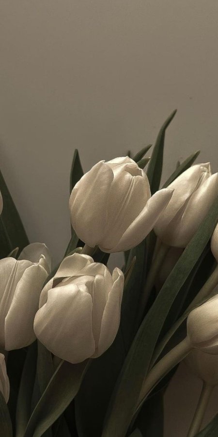 Tulips aesthetic