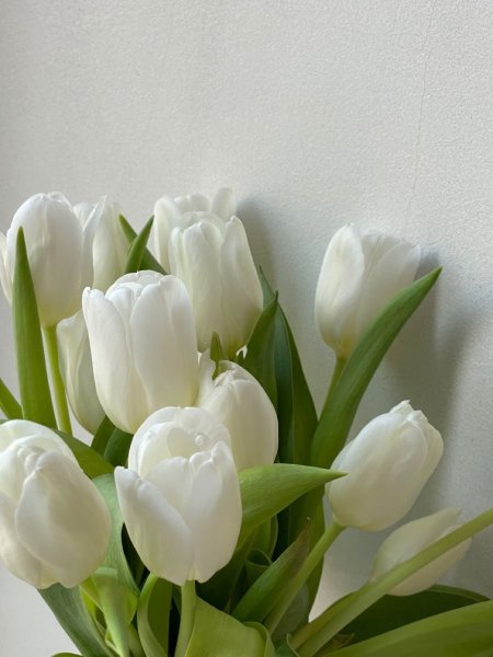 Fresh white tulips