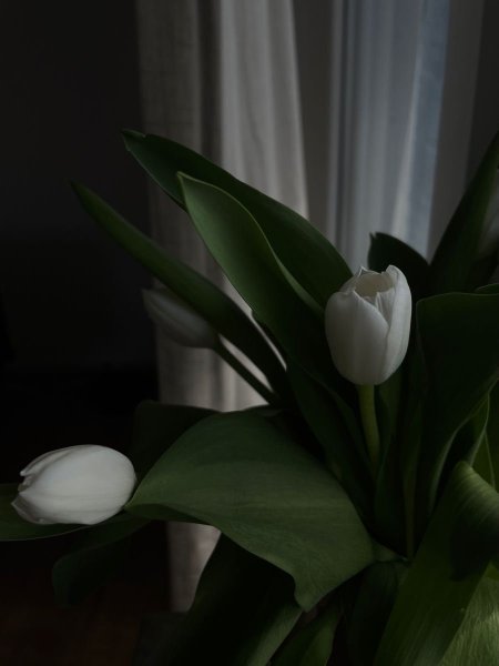 White tulips