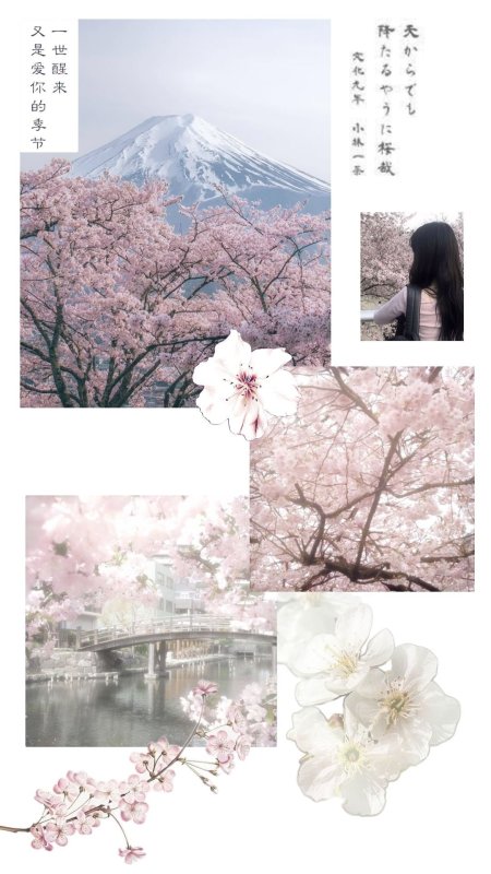 Fuji mountain and cherry blossoms in spring japan