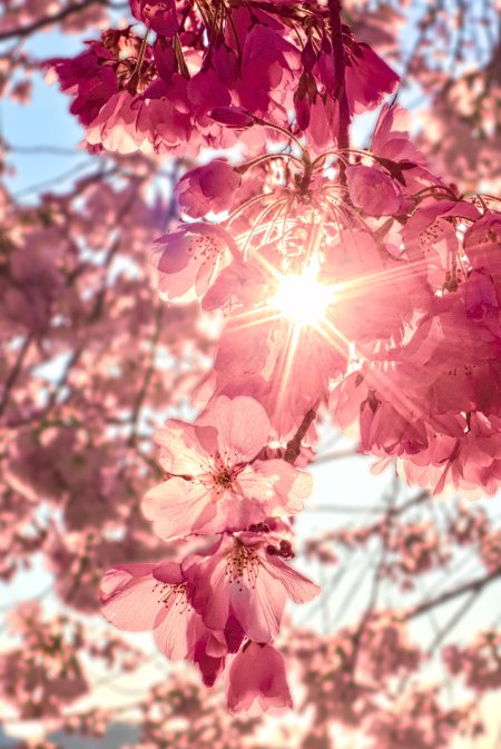 Cherry blossom