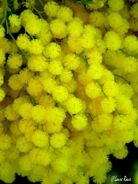 Festa della donna