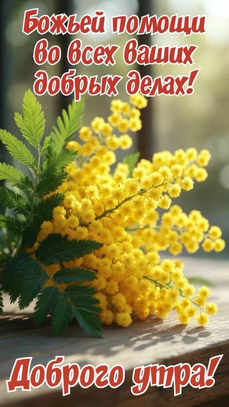 Доброе утро с мимозой