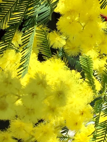 Mimosa tree