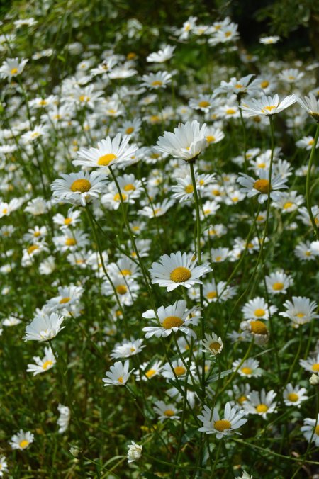 Leucanthemum vulgare