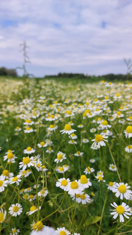 Ромашка аптечная matricaria chamomilla