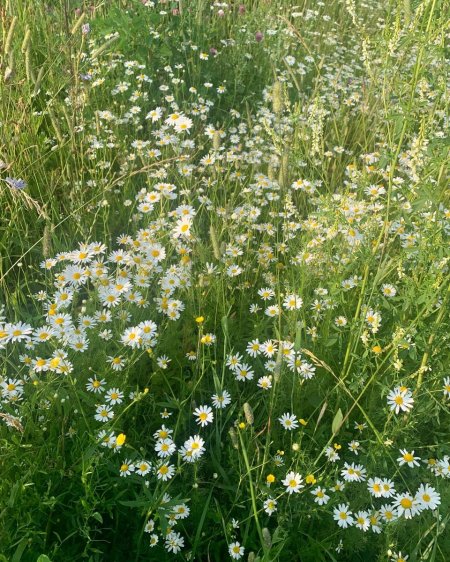 Wildflowers and grasses
