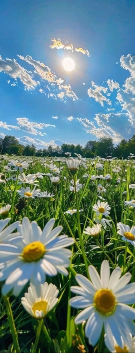 Поляна с ромашками