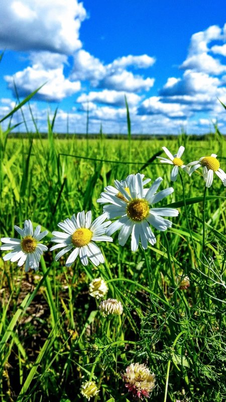 Ромашковое поле в нижегородской области