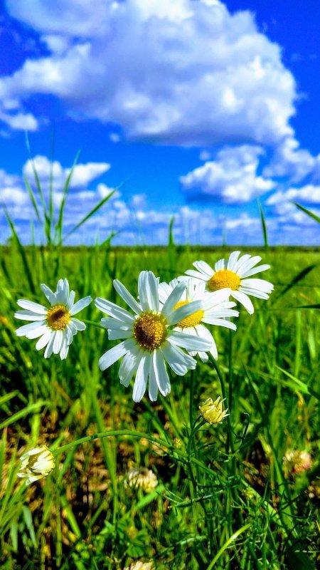 Фотообои ромашковое поле