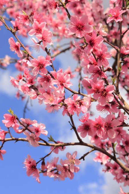 Nectarine blossom