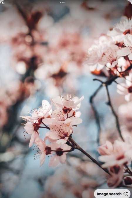 Blossom flower