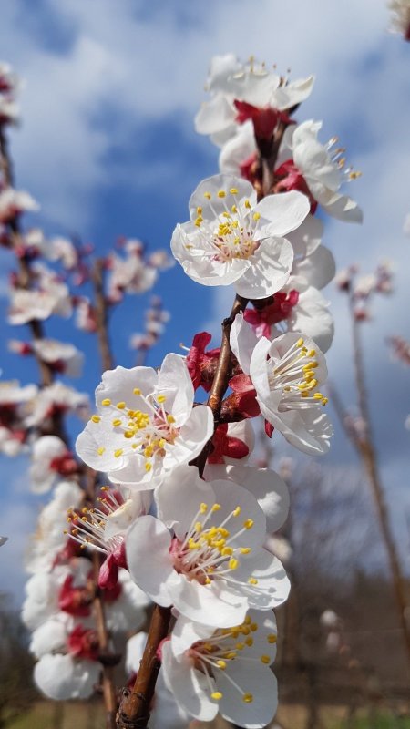 Prunus armeniaca