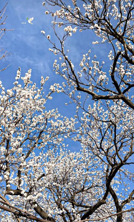 Blossom tree