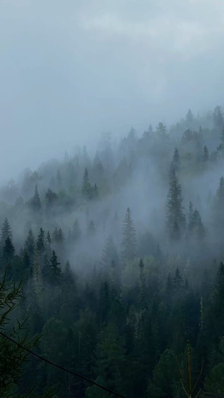 Лес в тумане