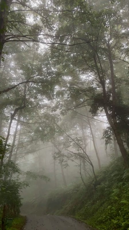 Foggy forest