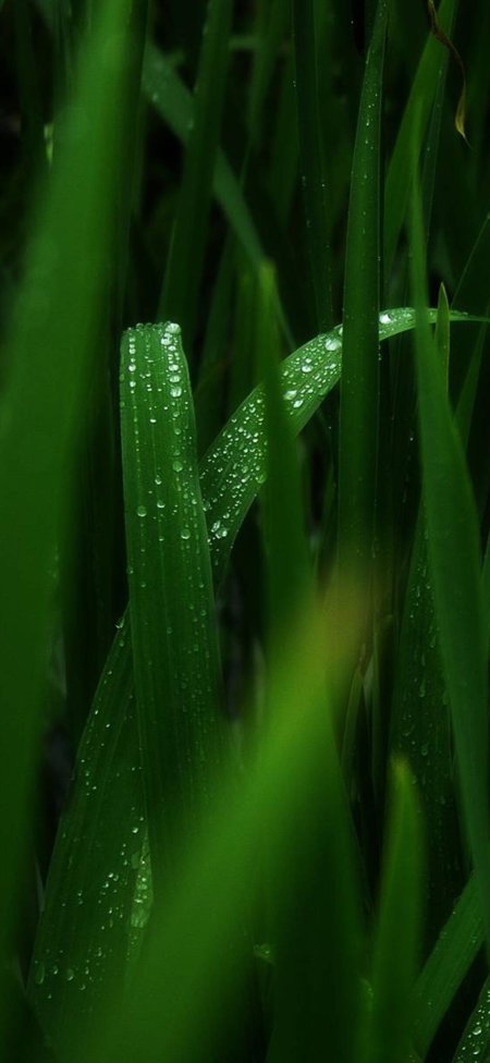 Grass green