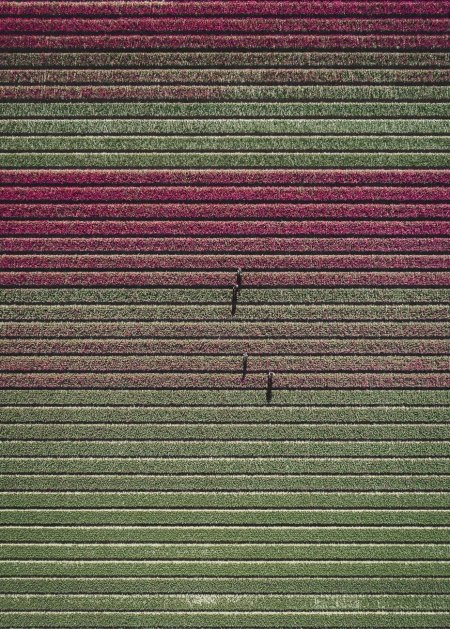 Tulip fields