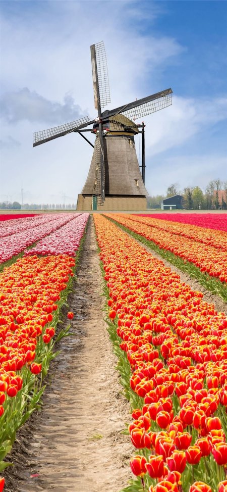 Tulips in holland