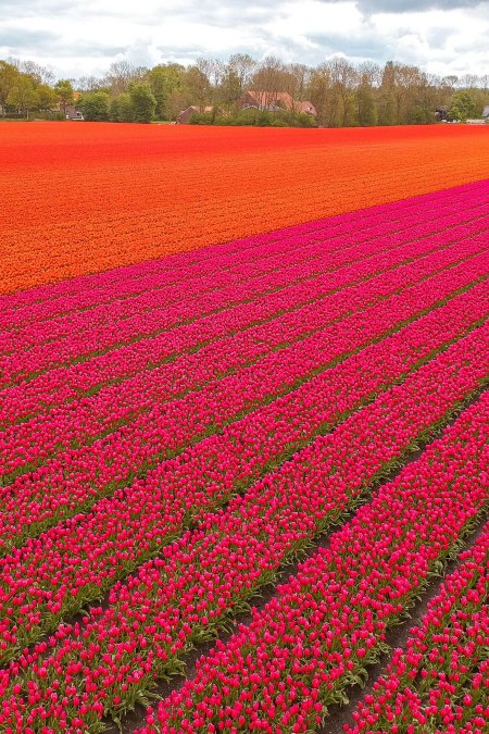Tulip fields netherlands
