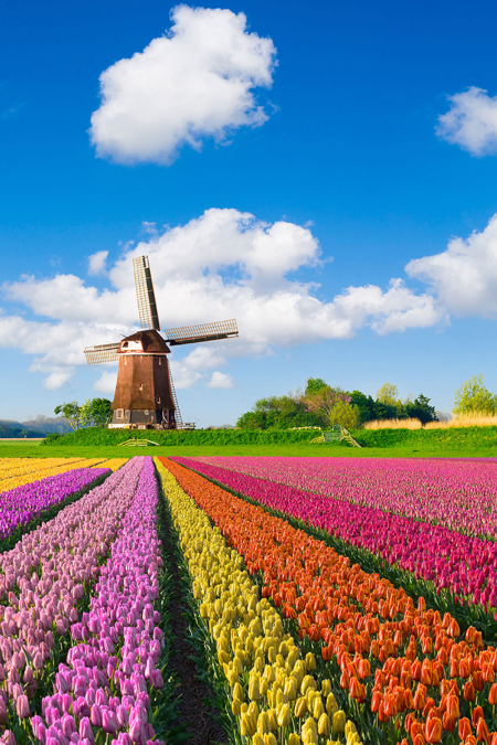 Netherlands windmills tulip fields