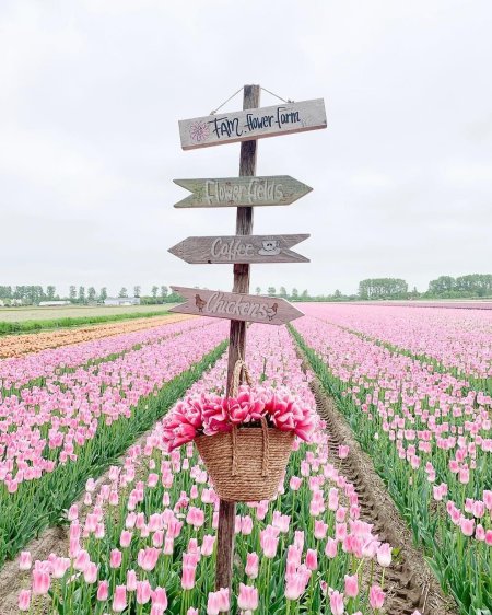 Flower farm