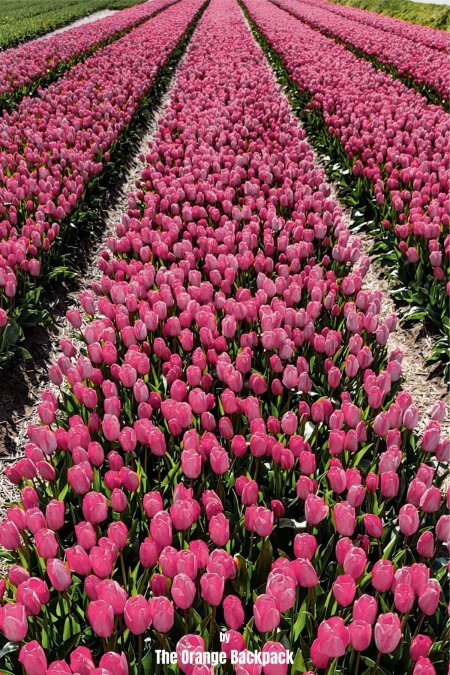 Netherlands tulip farm