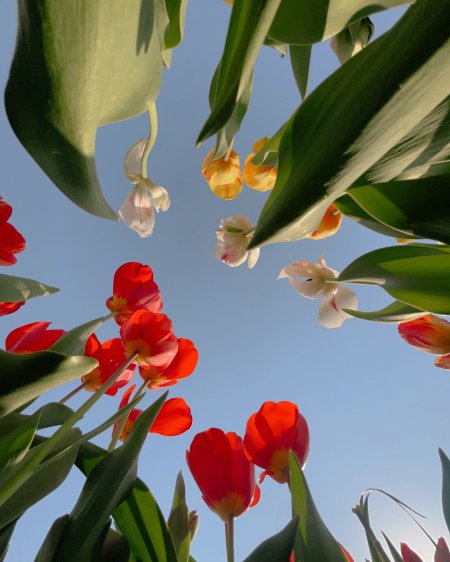 Tulips spring