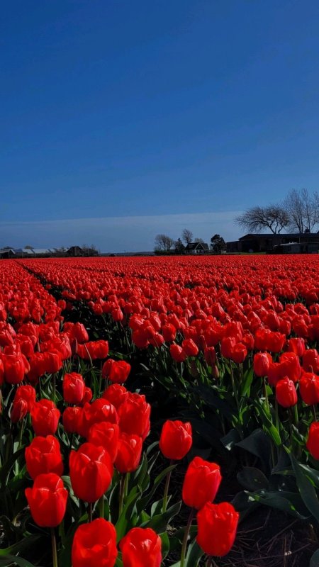 Red tulip