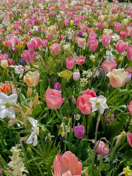 Tulip garden