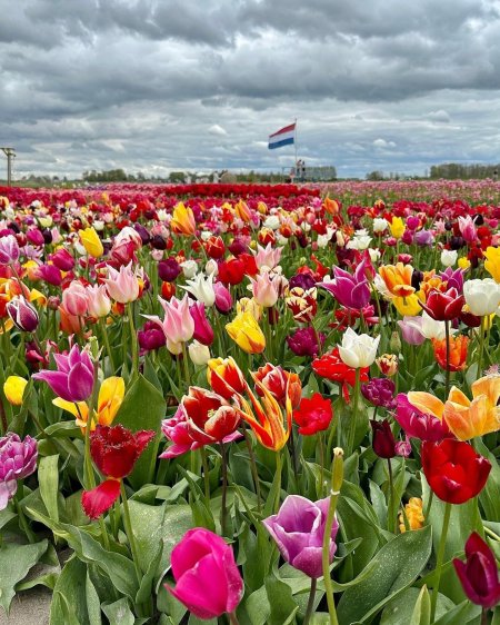 Tulip field in holland