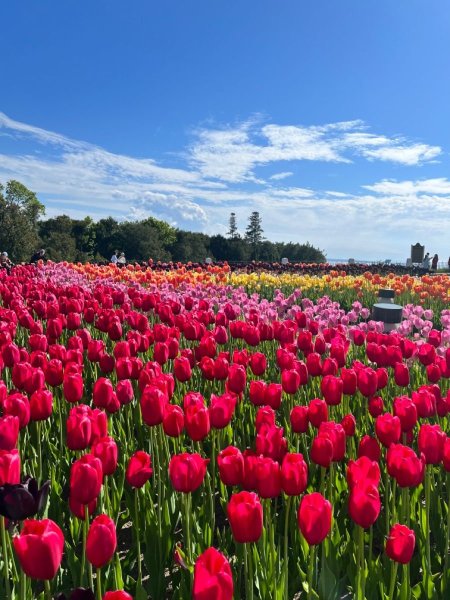 Tulip flower