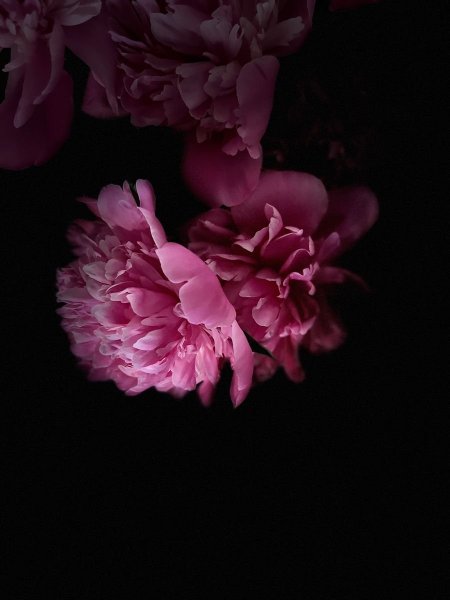Peony flower